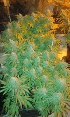 OG kush et nother light Flo+67 depuis 12/12