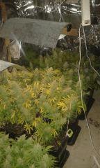 White Grapefruit Flo+67 depuis 12/12