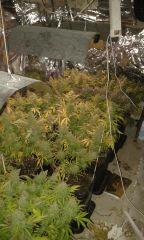 White Grapefruit & Pure Ak Flo+75 depuis 12/12