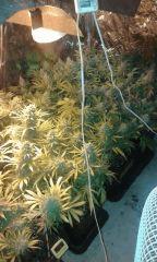 White grapefruit & pure ak Flo+67 depuis 12/12