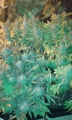 Pure Ak Flo+76 depuis 12/12