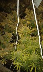 White Grapefruit Flo+76 depuis 12/12