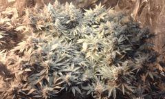 Pure Ak flo+57 depuis 12/12