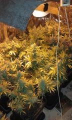 White Grapefruit & Pure Ak Flo+75 depuis 12/12