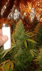 Pure Ak Phéno 1 Flo+68 depuis 12/12