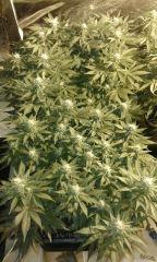NL & Og Kush palisser , flo+24