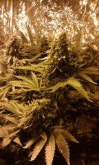 Pure Ak flo+57 depuis 12/12