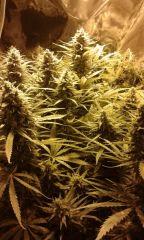 White Grapefruit flo+57 depuis 12/12