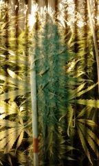 White Grapefruit Flo+68 depuis 12/12