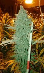 White Grapefruit Flo+75 depuis 12/12