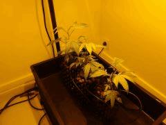 06/06 Les Jack's rescapés