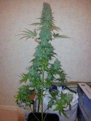 Critical Kush