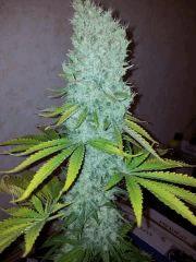 la plus grosse des critical kush