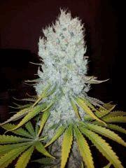 autre critical kush