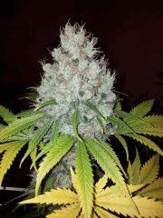 critical kush jour de cut