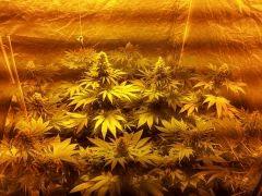 Critical kush et LSD