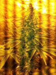 La LSD la plus grosse des 3 (pas encore prête)
