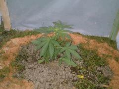 C 27 (2)