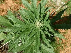 C 40 (2)