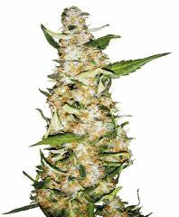 Skunk #1 Automatic - Sensi Seeds