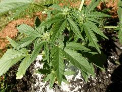 C 37 (5)