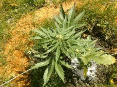 C 40 (5)
