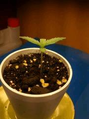 Skunk #1 Automatic
