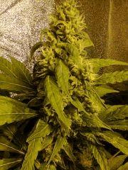 candy cush flo50