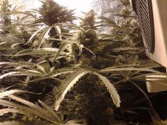 critical flo 39 de chez royal Queen