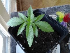 critical outdoor cro+15
