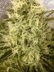 critical flo 50
