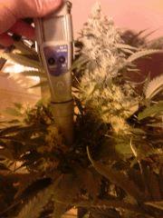 2 em spécial kush flo 42