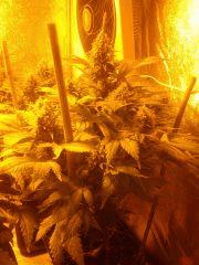 amnesia haze flo 46