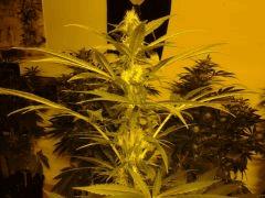 critical flo+28