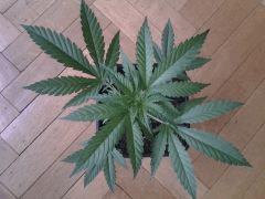 critical cro34