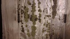 critical, candy kush
