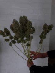 special kush