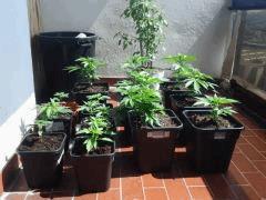 rempotage en pots de 11 litres