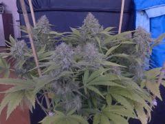 sp kush a flo 55