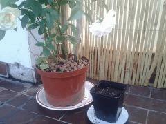 sur ma terrasse