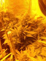 sp kush flo 46
