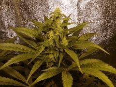 candy kush flo+35