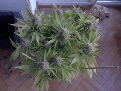 sp kush a flo 55