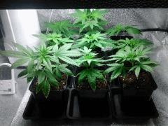 mes 1er bouts a cro+9