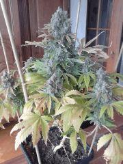 Amnesia haze 75 jours de flo