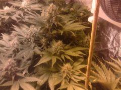 amnesia haze flo 38