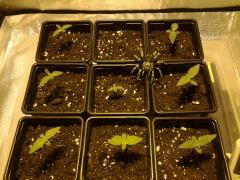 3×candy kush,3×critical,3×royal ak terre 600 watts