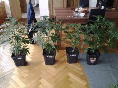 mes critical