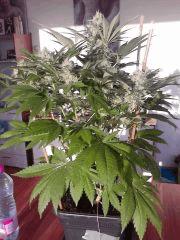 spécial kush