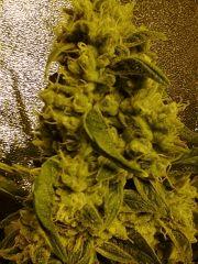 candy kush flo 58